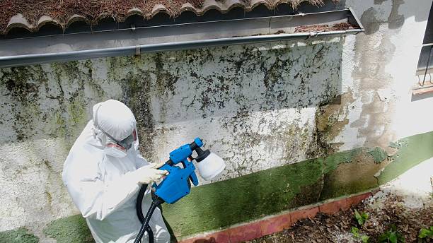 Trusted Mold Inspection service in Middletown, NJ - Cheap Mold Removal